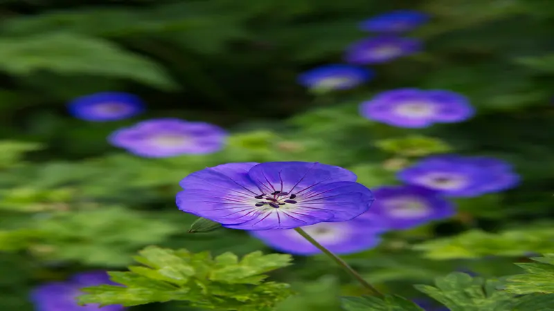 Blue-purple geranium flowers bloom at different distances with the nearest flower in sharp focus.