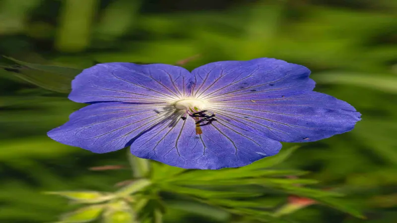 A blue geranium flower viewed from above shows fine veins and a tiny insect at its white center.