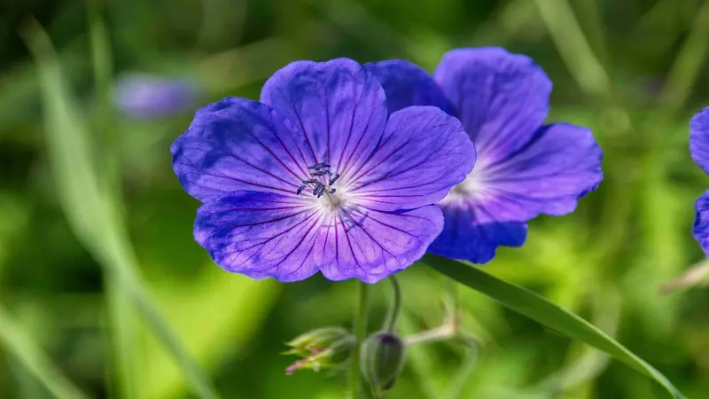 Two blue-purple geranium flowers reveal delicate veins and curled stamens among green foliage.