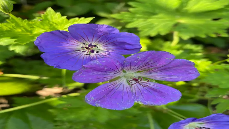 A soft purple geranium flower with yellow-green center and red stamens blooms against blurred purple tones.