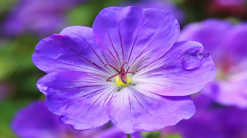 A bright violet-blue geranium flower with clear veins blooms among vivid green leaves.