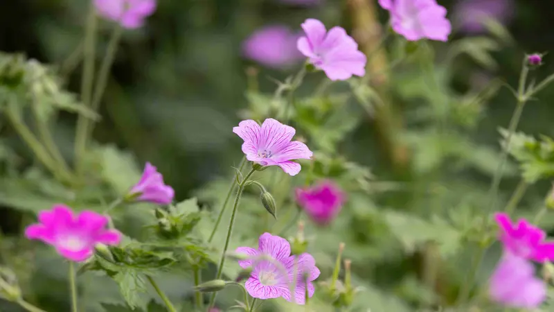 Small pale pink-purple geranium rose flowers grow on slender stems in wild vegetation.