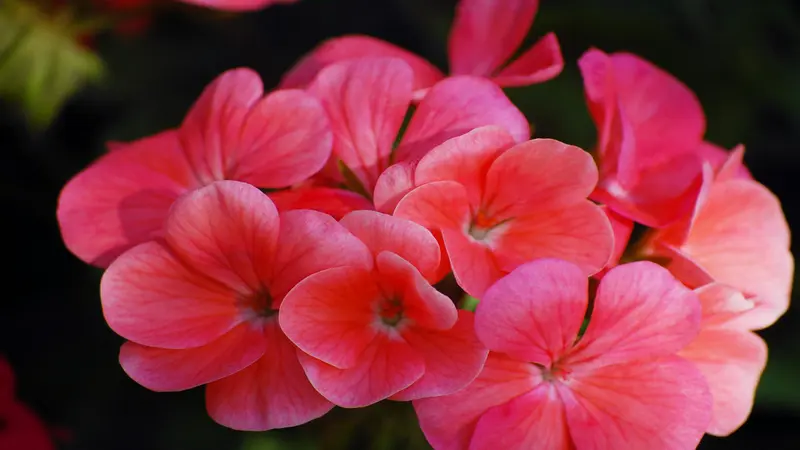 Salmon-pink geranium rose flowers with white centers fill the frame against dark background.