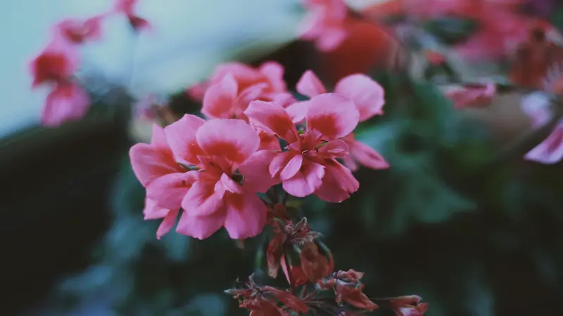 Soft pink geranium rose flowers and buds appear in cool moody garden light.