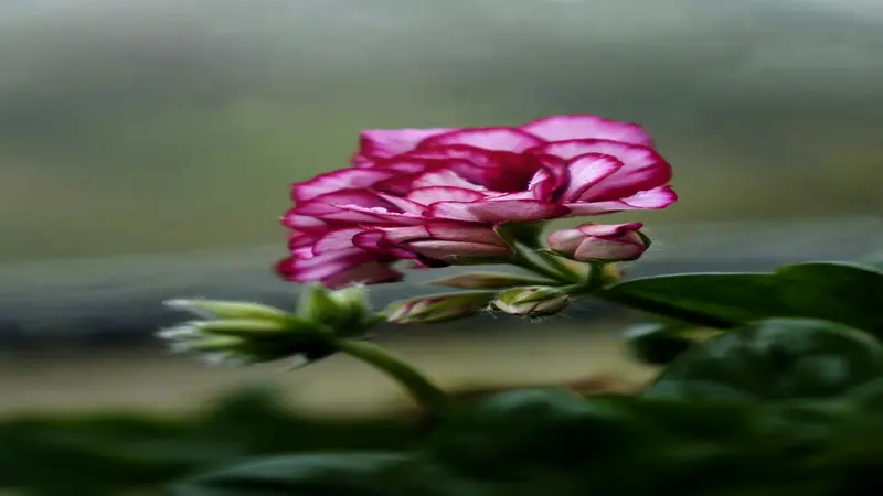 A bicolor geranium rose flower with magenta and white petals blooms beside buds.