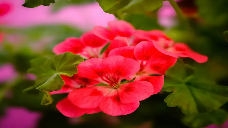 Coral-red geranium rose flowers with darker centers glow in warm natural light.