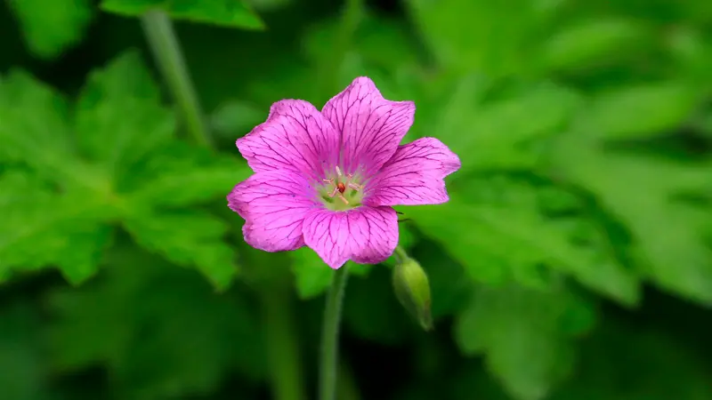 A bright pink geranium rose flower with dark veins and red center blooms among foliage.
