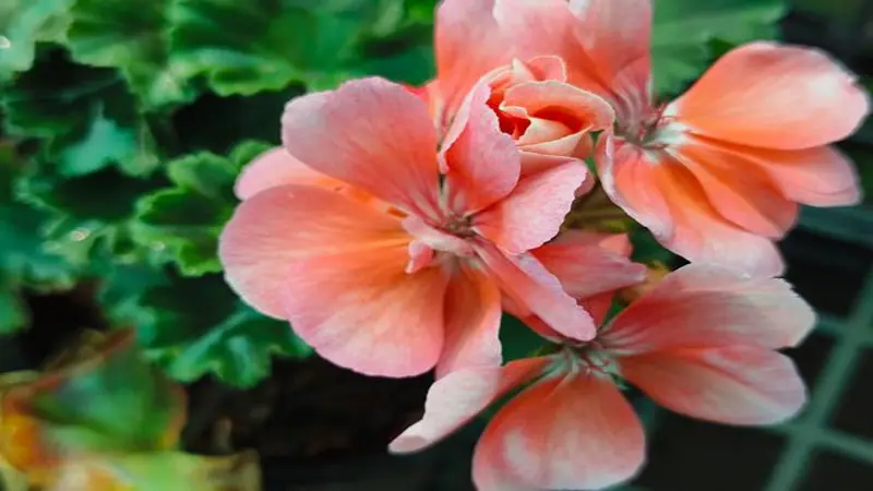 Peach-pink geranium rose flowers with ruffled petals open against dark foliage.