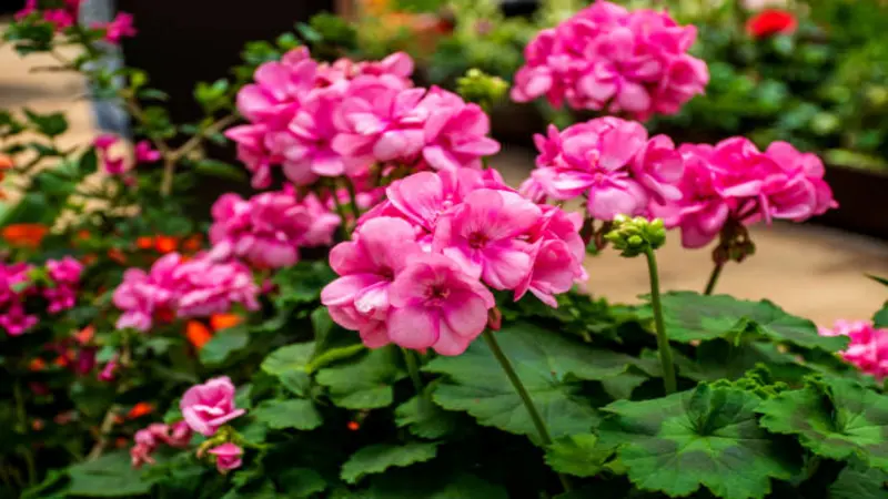 Deep pink geranium rose flowers bloom abundantly among dark green garden leaves.
