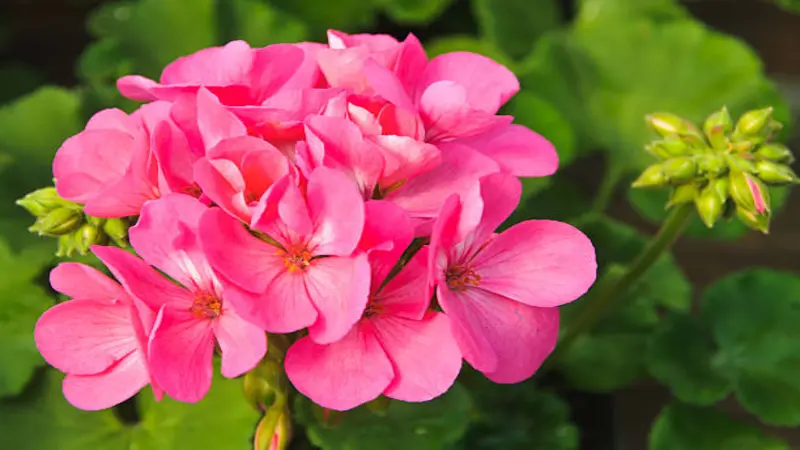 A cluster of bright pink geranium rose flowers blooms beside small green buds.