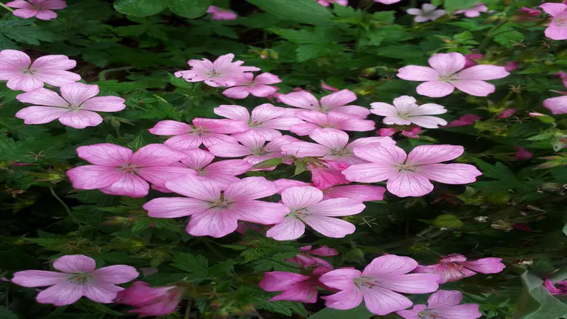 A carpet of pale pink geranium rose flowers blooms densely among green foliage.