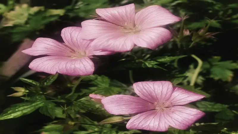 Pale lilac-pink geranium rose flowers with fine veins grow among green leaves.