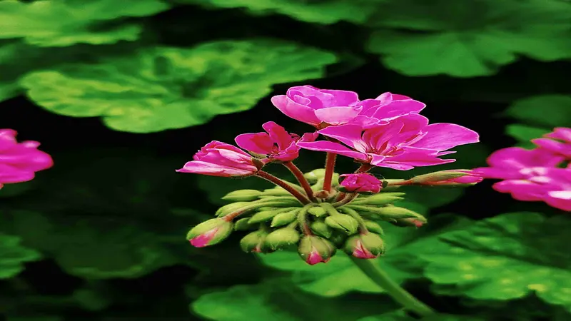 Magenta-pink geranium rose flowers bloom above round green buds and dark leaves.