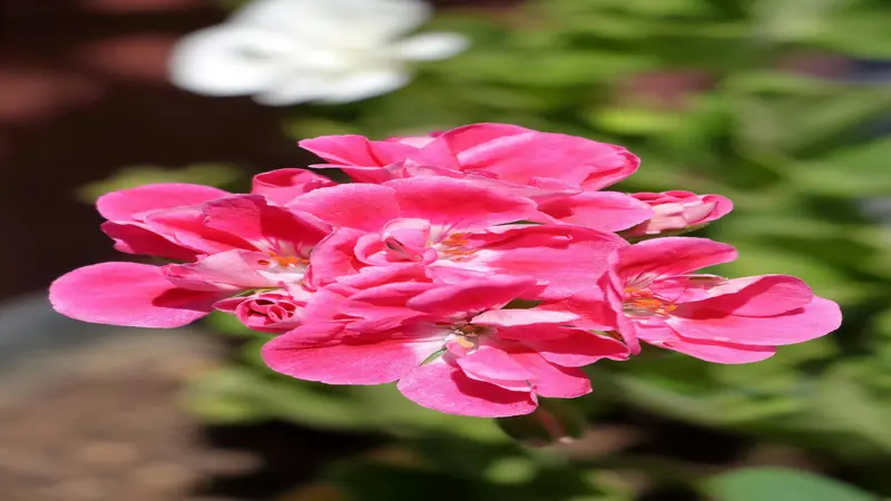 Hot-pink geranium rose flowers with white and yellow centers bloom in sunlight.