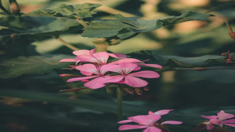 Pale pink geranium rose flowers and dark buds glow in warm vintage light.