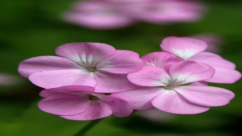 Close-up pink geranium rose petals reveal white centers and fine veins.