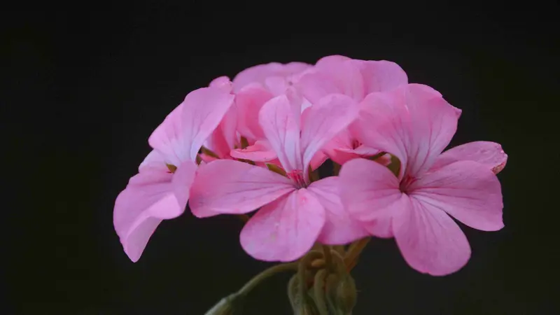 Pale pink geranium rose flowers with white centers bloom on a twisted stem.