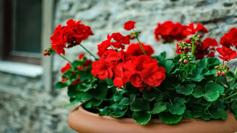 A terracotta pot overflows with red geranium flowers and dark green leaves beside a stone wall.