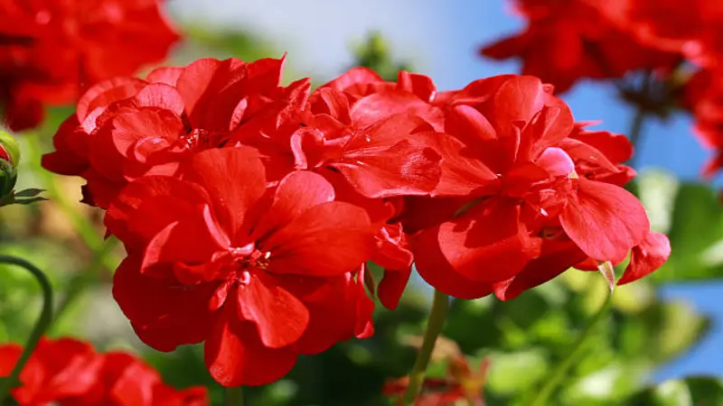 Bright red geranium flowers are photographed against a blue sky and sunlit leaves.