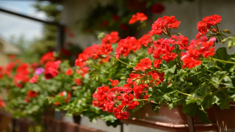 Window boxes filled with red geranium plants bloom along a sunny building facade.