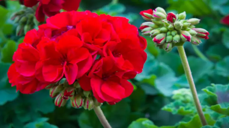 A red geranium cluster blooms beside tall stems with closed red-tipped buds.