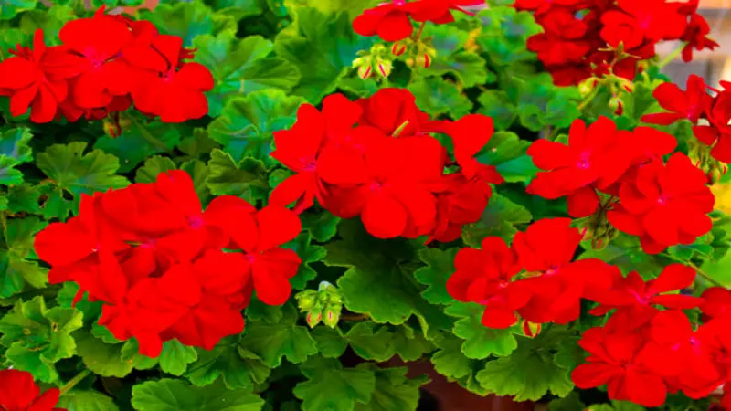 Vivid red geranium flowers bloom among rich green scalloped leaves in sunlight.
