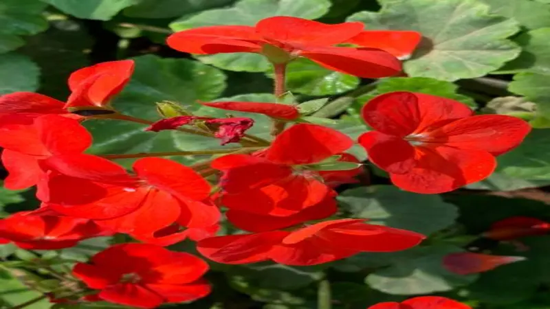 Open red geranium flowers grow on stems above large green leaves in a garden setting.