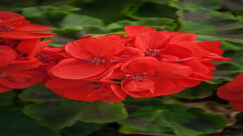 A red geranium flower cluster covered with water droplets shows dark stamens and foliage.