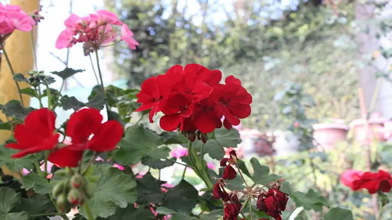 Red and pink geranium flowers grow together in a mixed garden planting.