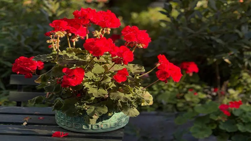 A potted scarlet geranium plant with multiple blooms rests on a dark garden bench.