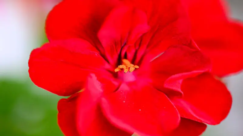 A macro view of a scarlet geranium reveals layered petals and orange-yellow stamens.
