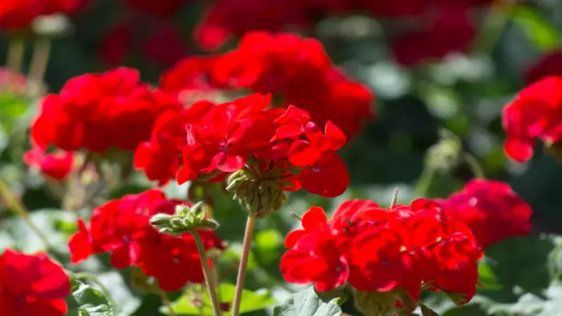 Bright red scarlet geranium flowers bloom in clusters under sunlight with lush green foliage.