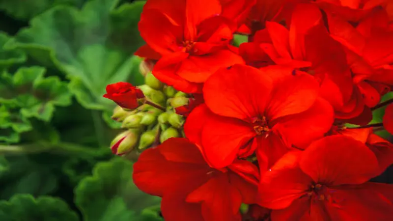 Dense red geranium flowers and buds create a vibrant display against dark green leaves.
