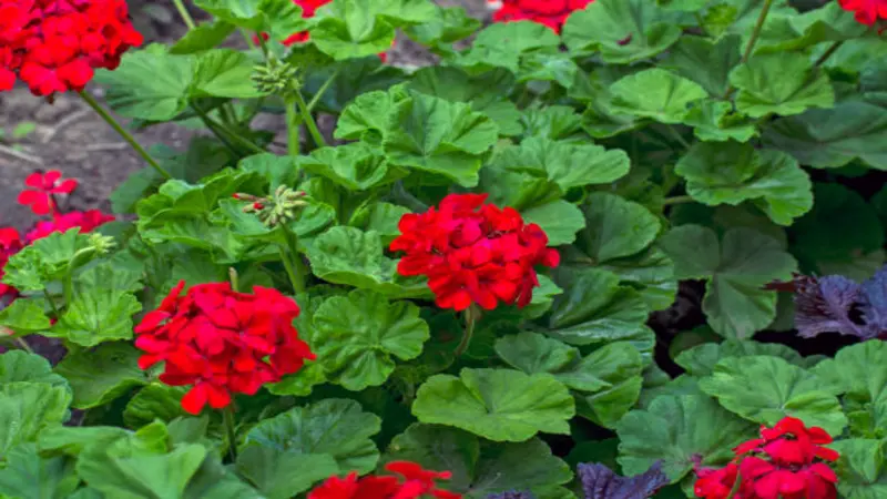 Red geranium clusters grow along a garden border surrounded by scalloped green leaves.
