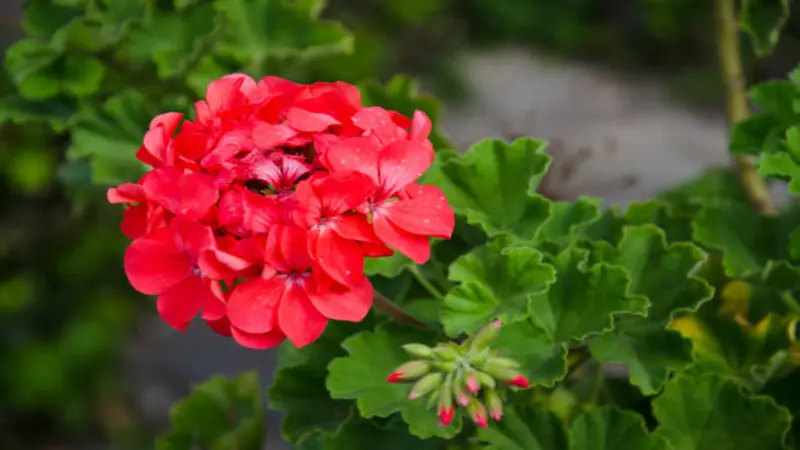 A rounded red geranium flower head with water droplets blooms beside pink buds and green leaves.