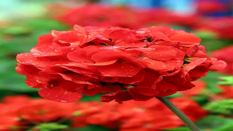 A close-up red geranium cluster covered in rain droplets shines against blurred foliage.