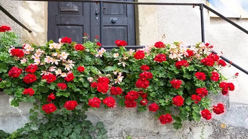Red and peach geraniums cascade over a stone balustrade below an old wooden door.