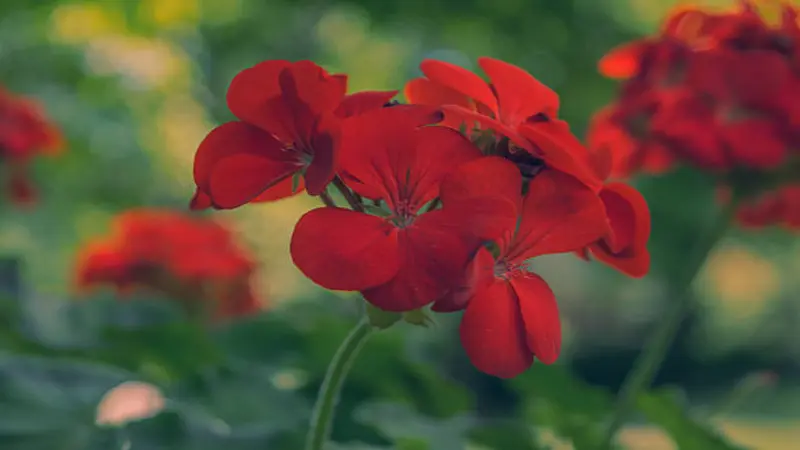 Dark red geranium clusters glow in warm evening light against a moody green background.