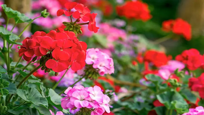 Colorful red and pink geranium flowers bloom together in a bright garden display.