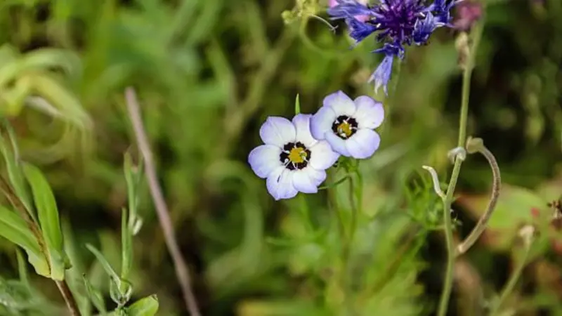 Two pale blue gilia flowers with dark centers grow on a hairy stem.