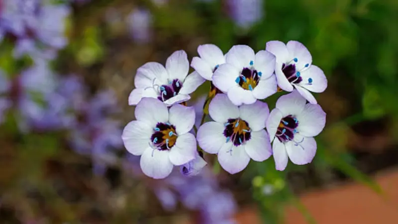 Pale white-lavender gilia flowers with colorful centers bloom against purple blur.