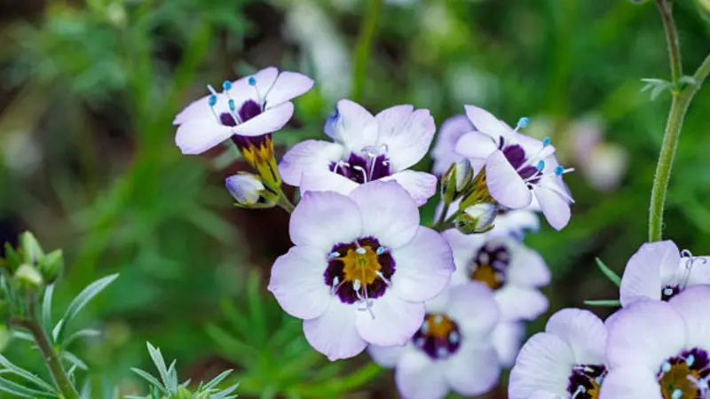 Pink-white gilia flowers with dark eyes and blue stamens grow among green buds.
