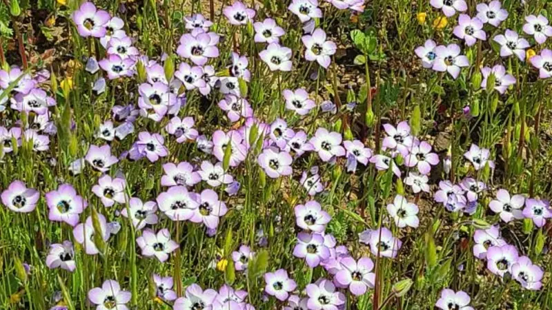 A dense carpet of pink and white gilia flowers covers low green stems.