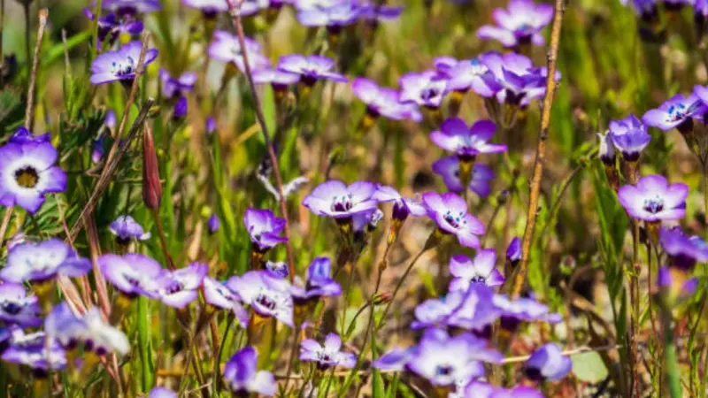 A field of purple-blue gilia flowers covers slender stems across a sunny meadow.