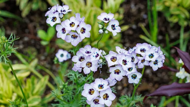 Pale white-pink gilia flowers with purple and yellow centers bloom among fine foliage.