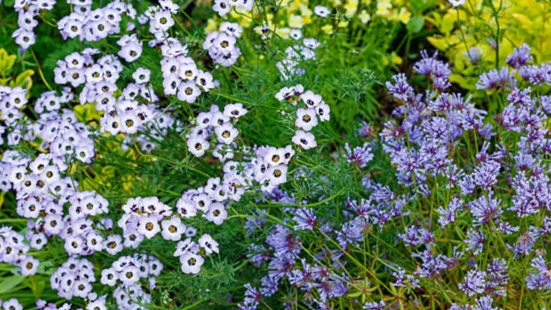 White gilia flowers bloom beside blue wildflowers in a mixed garden planting.