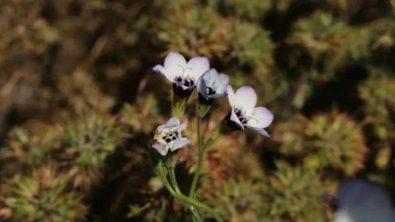 Tiny white gilia flowers with dark markings grow above rocky mossy ground.