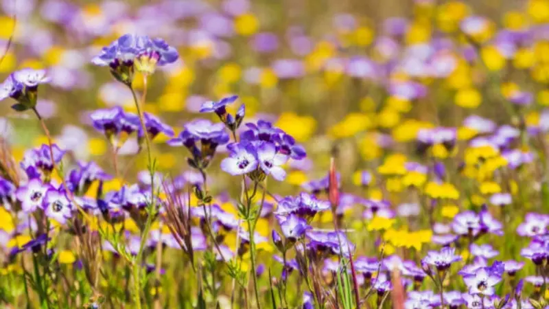 Purple gilia flowers bloom before a distant field of yellow wildflowers.