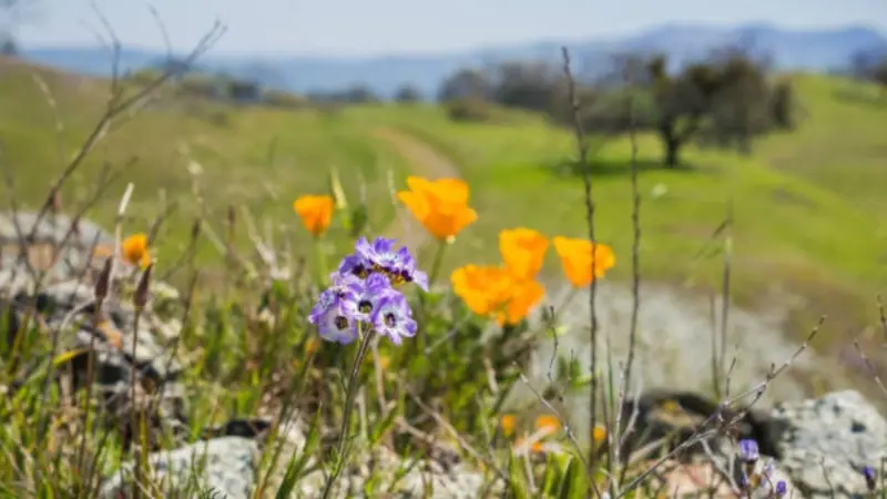 Purple gilia flowers grow among orange California poppies on a sunny hillside.