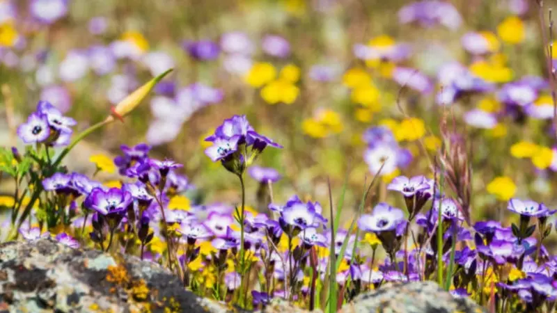 Purple and white gilia flowers bloom on rocky ground among yellow wildflowers.